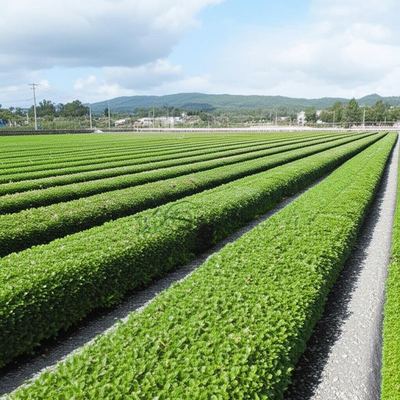 Customize Sample Services for Negative Temperature Coefficient in Ceramics Production Plantation